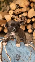 Jake, a male Shihpoo for sale in Farmville, NC – 2 of 2