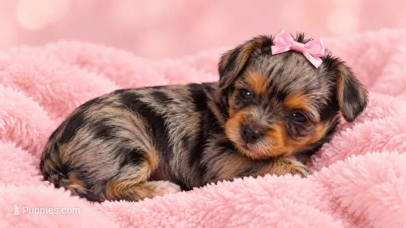 Diamond – Cavapoo puppy for sale in Farmville, NC