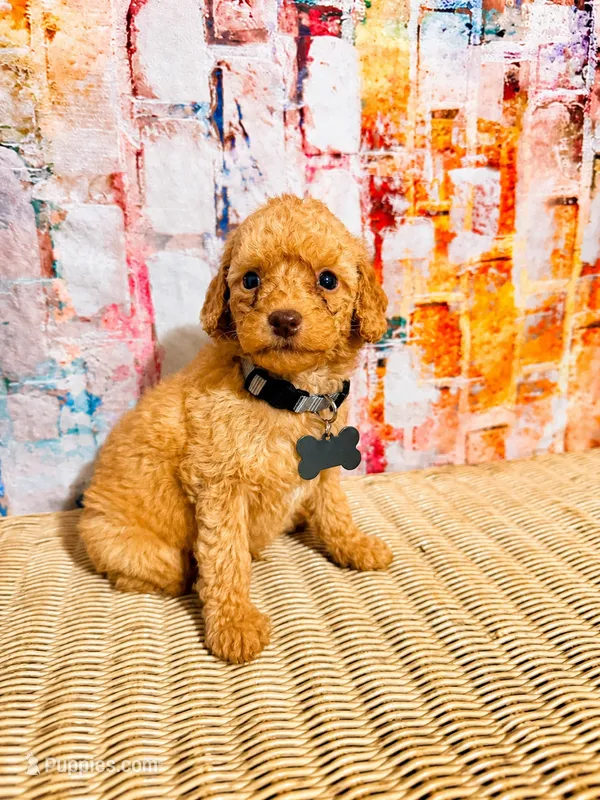 Thore – Poodle - Miniature  puppy for sale in Farmville, NC