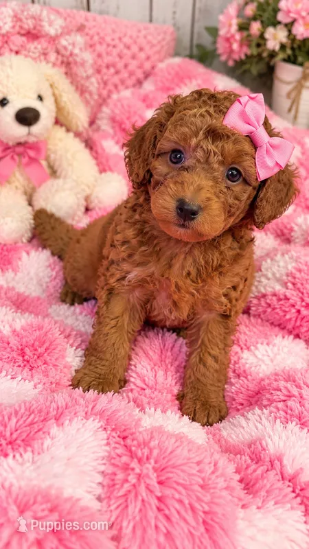 Stella – Miniature Goldendoodle puppy for sale in Farmville, NC