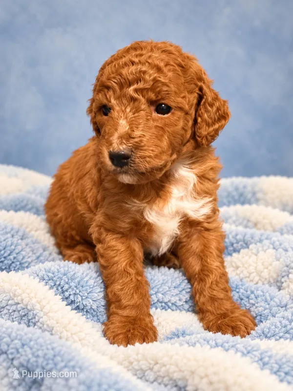Bubs – Miniature Goldendoodle puppy for sale in Farmville, NC