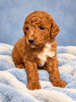 Bubs, a male Miniature Goldendoodle for sale in Farmville, NC – 1 of 1