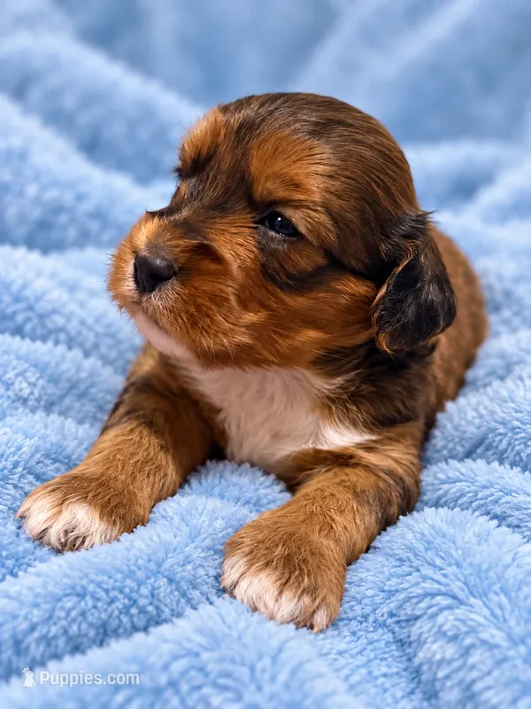 Jetson – Cavapoo puppy for sale in Farmville, NC