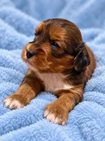 Jetson, a male Cavapoo for sale in Farmville, NC – 1 of 1