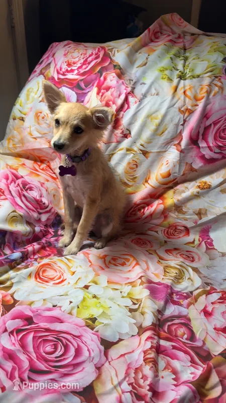 Lizzie Lou – Chiweenie puppy for sale in Farmville, NC