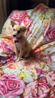 Lizzie Lou, a female Chiweenie for sale in Farmville, NC – 1 of 1