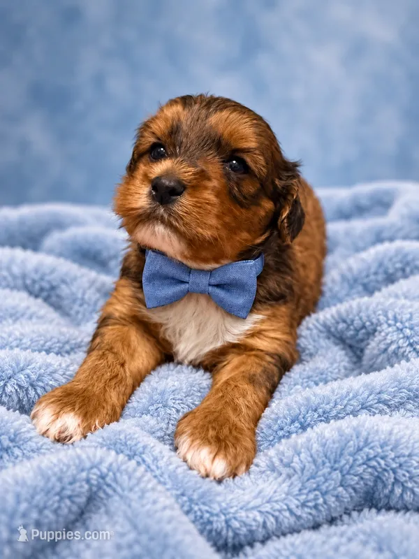 Jetson – Cavapoo puppy for sale in Farmville, NC
