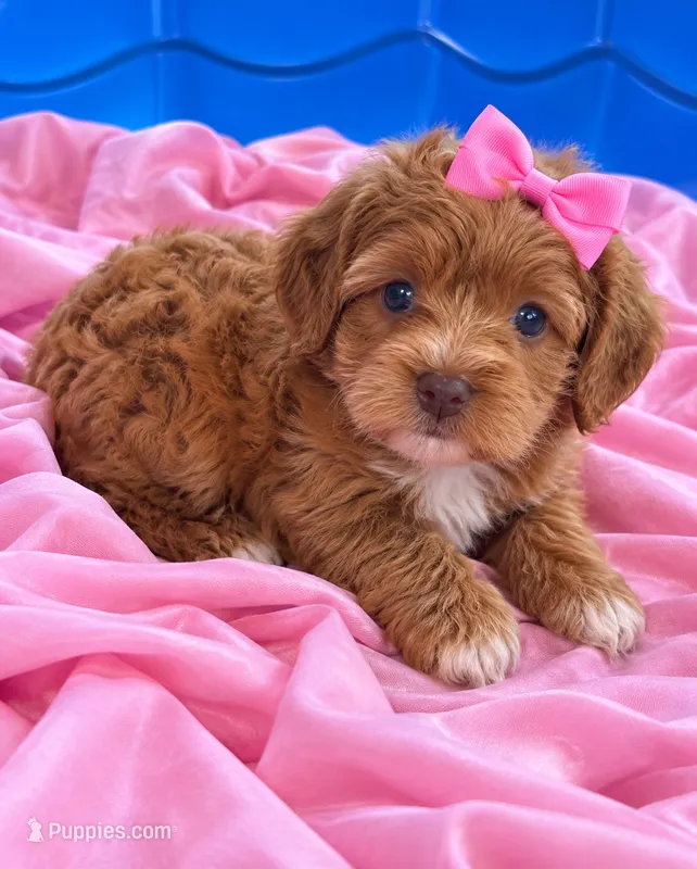 Delilah  – Cavapoo puppy for sale in Farmville, NC