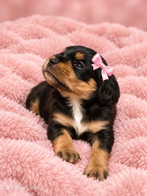 Marley – Cavapoo puppy for sale in Farmville, NC