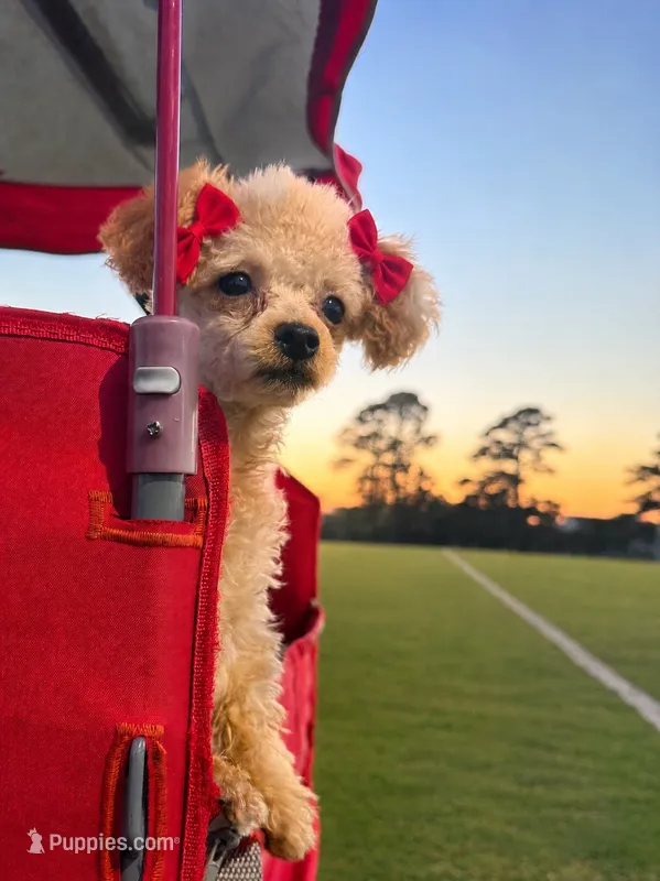 Baby girl  – Poodle - Toy  puppy for sale in Farmville, NC