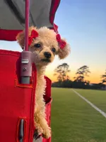 Baby girl , a female Poodle - Toy  for sale in Farmville, NC – 1 of 2