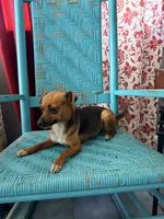 Chewy , a female Chihuahua for sale in Farmville, NC – 3 of 3