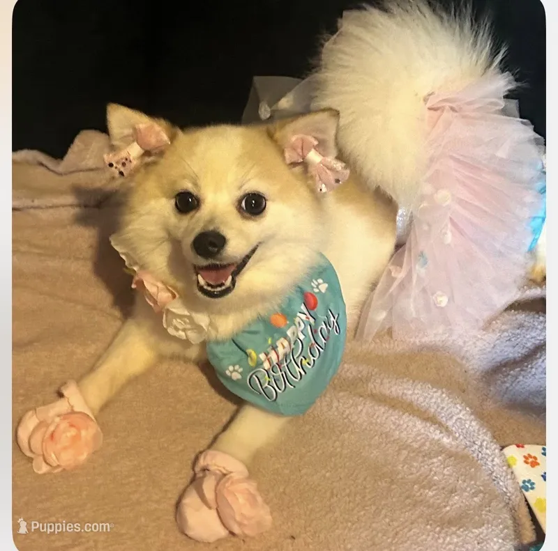 Baby Girl – Pomeranian puppy for sale in Farmville, NC