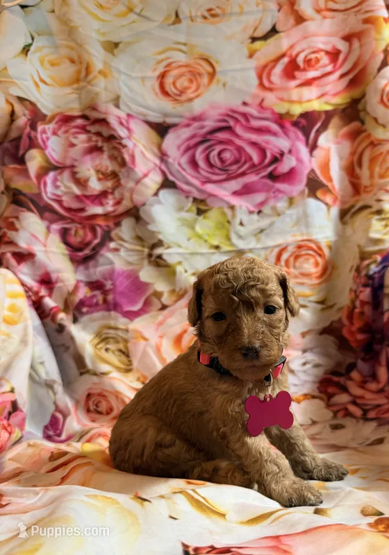 Caroline – Poodle - Miniature  puppy for sale in Farmville, NC