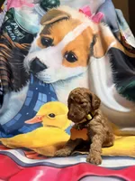 Clifford , a male Poodle - Miniature  for sale in Farmville, NC – 2 of 2