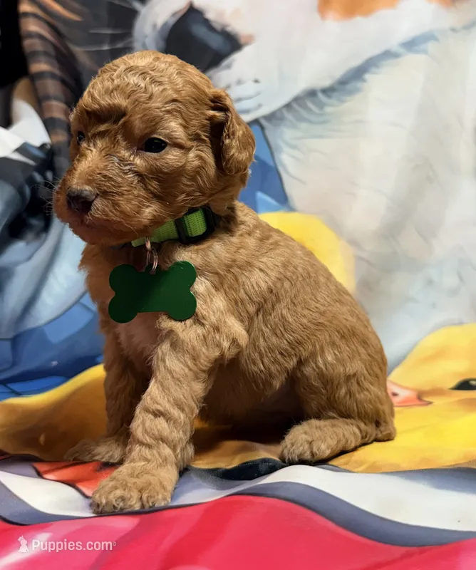 Dakota – Poodle - Miniature  puppy for sale in Farmville, NC
