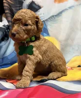 Dakota, a male Poodle - Miniature  for sale in Farmville, NC – 1 of 2