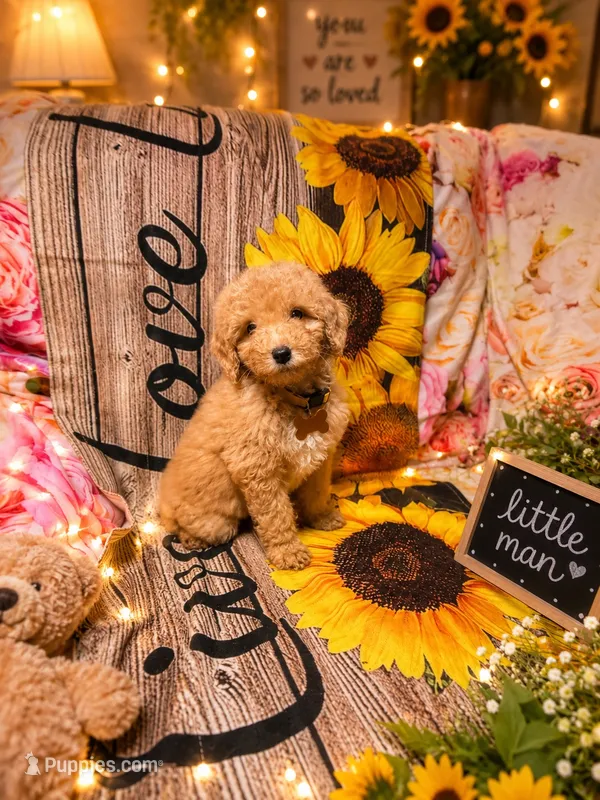 Leroy – Poodle - Miniature  puppy for sale in Farmville, NC