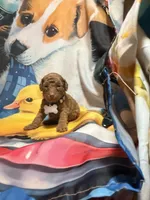 Thore, a male Poodle - Miniature  for sale in Farmville, NC – 2 of 2