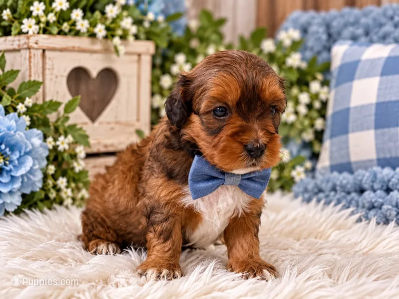 Zeke – Cavapoo puppy for sale in Farmville, NC