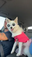 Bailey , a female Pomeranian for sale in Farmville, NC – 2 of 2