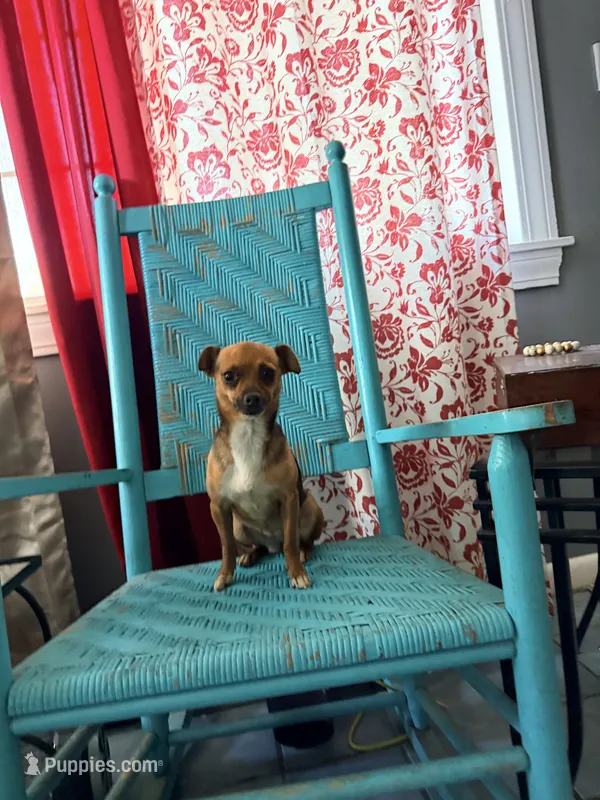 Chewy  – Chihuahua puppy for sale in Farmville, NC