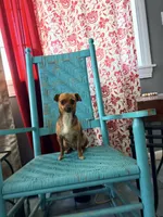 Chewy , a female Chihuahua for sale in Farmville, NC – 1 of 3