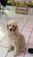 Zoey, a male Poodle - Miniature  for sale in Farmville, NC – 1 of 1