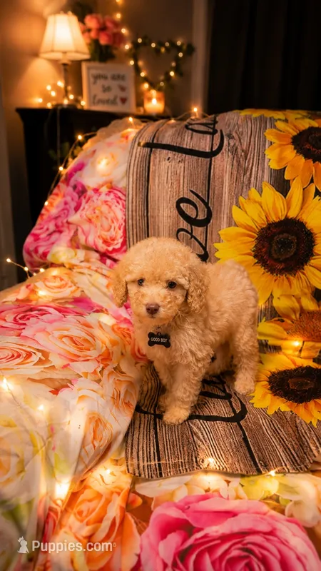 Finley  – Poodle - Miniature  puppy for sale in Farmville, NC