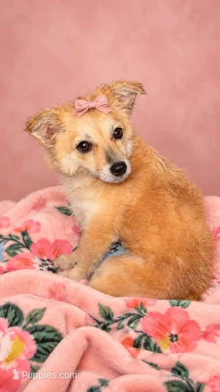 Foxy Girl – Chihuahua, Poodle - Toy  puppy for sale in Farmville, NC