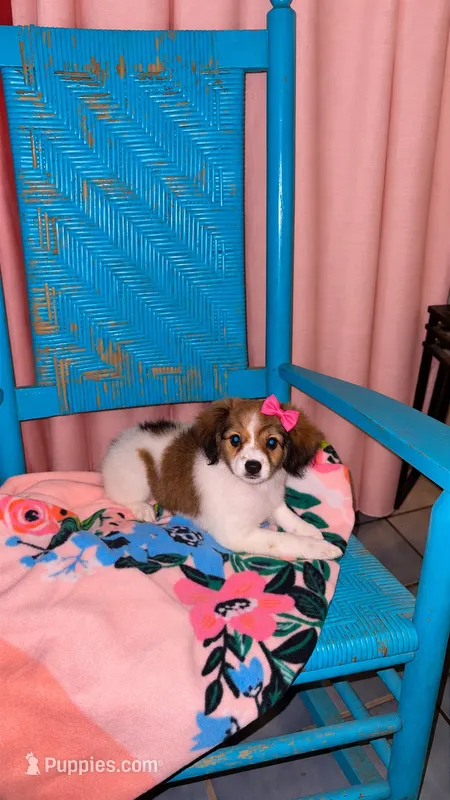 Emmy – Cavalier King Charles Spaniel, Papillon puppy for sale in Farmville, NC