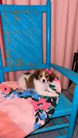 Emmy, a female Cavalier King Charles Spaniel and Papillon for sale in Farmville, NC – 1 of 2
