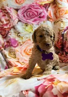 Heidi, a female Poodle - Miniature  for sale in Farmville, NC – 2 of 2