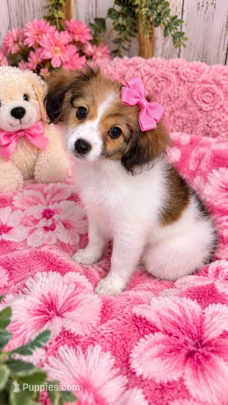 Dolly – Cavalier King Charles Spaniel, Papillon puppy for sale in Farmville, NC