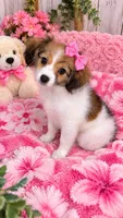 Dolly, a female Cavalier King Charles Spaniel and Papillon for sale in Farmville, NC – 1 of 1