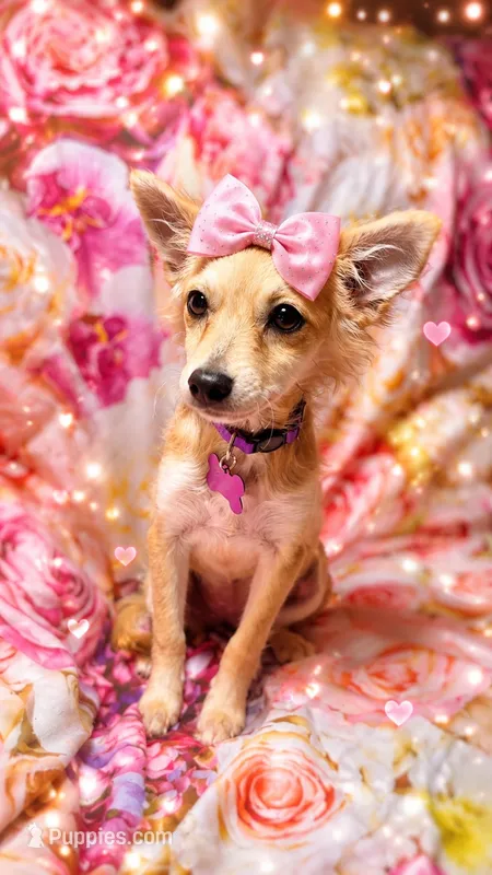 Lizzie Lou – Chihuahua, Pomeranian puppy for sale in Farmville, NC
