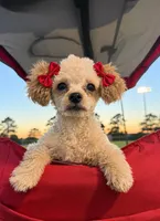 Baby girl , a female Poodle - Toy  for sale in Farmville, NC – 2 of 2