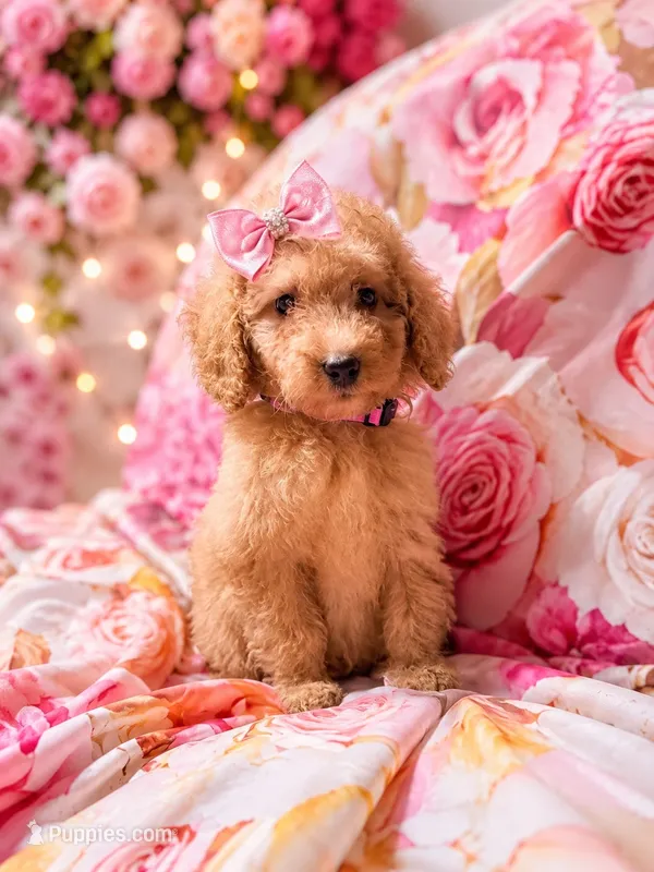 Caroline – Poodle - Miniature  puppy for sale in Farmville, NC