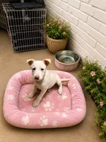 Pearl, a female Labrador Retriever and Treeing Feist for sale in Farmville, NC – 1 of 1