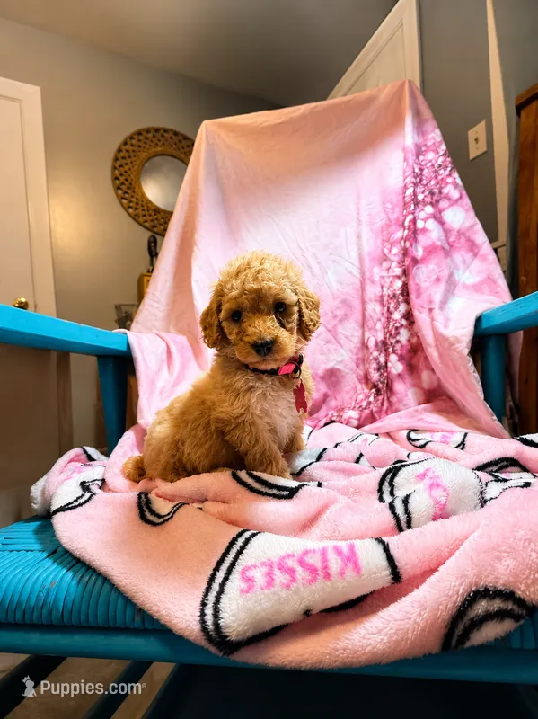 Caroline – Poodle - Miniature  puppy for sale in Farmville, NC