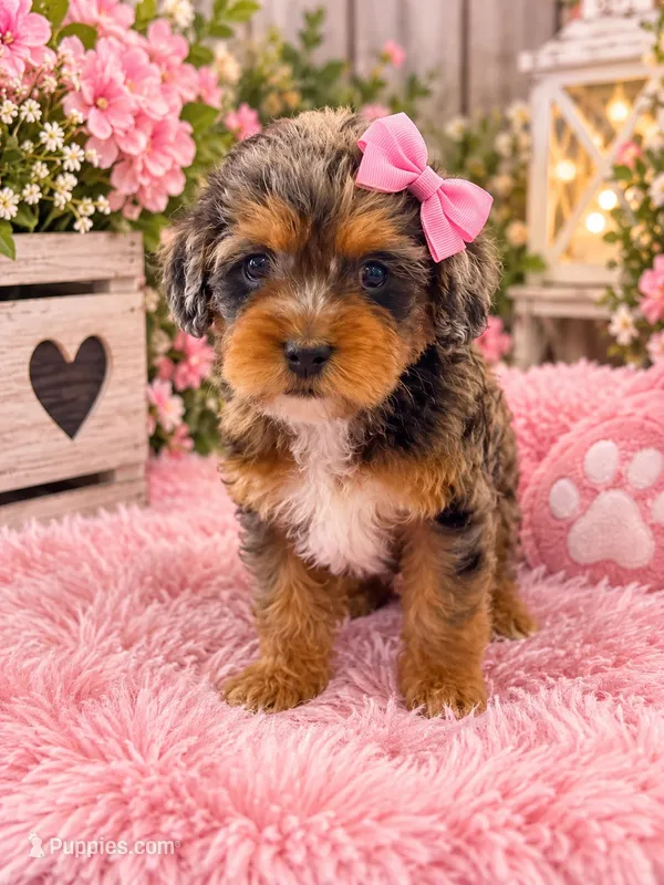Diamond – Cavapoo puppy for sale in Farmville, NC