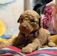 Leroy, a male Poodle - Miniature  for sale in Farmville, NC – 1 of 2