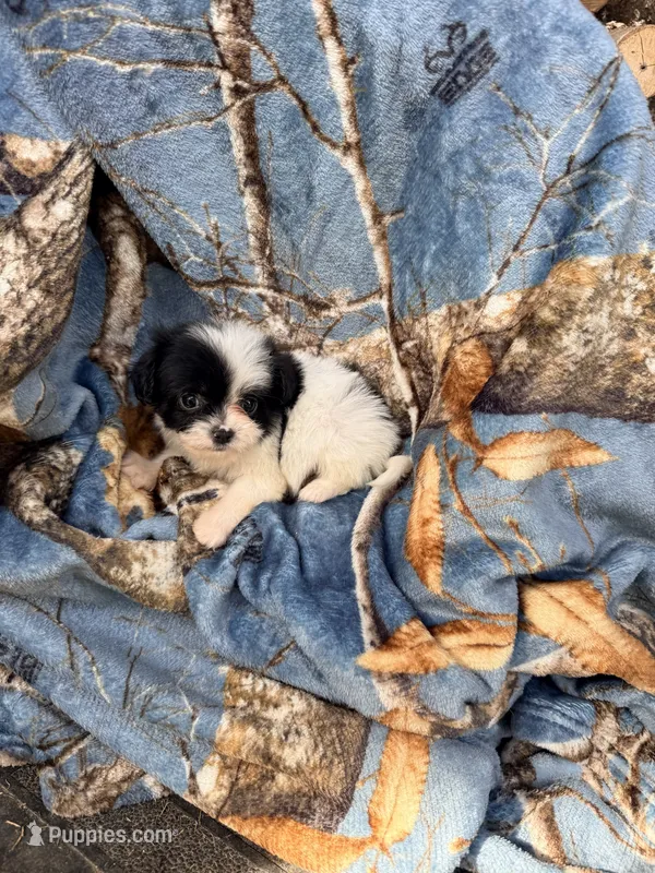 Theodore – Shihpoo puppy on hold in Farmville, NC