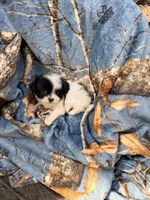 Theodore, a male Shihpoo for sale in Farmville, NC – 1 of 3