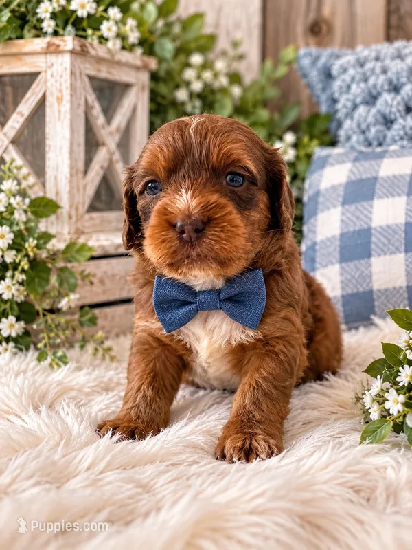 Jetson – Cavapoo puppy for sale in Farmville, NC