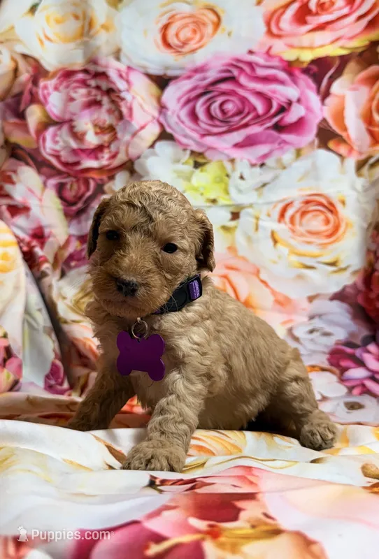 Heidi – Poodle - Miniature  puppy for sale in Farmville, NC