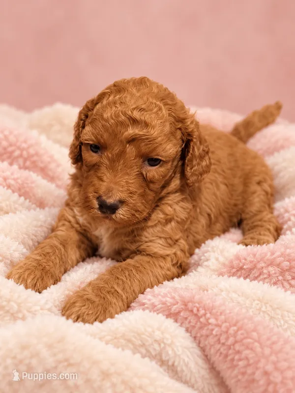 Sweetsie Girl – Miniature Goldendoodle puppy for sale in Farmville, NC