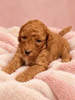Sweetsie Girl, a female Miniature Goldendoodle for sale in Farmville, NC – 1 of 1