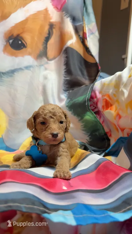 Finley  – Poodle - Miniature  puppy for sale in Farmville, NC