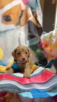 Finley , a male Poodle - Miniature  for sale in Farmville, NC – 1 of 1